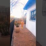 Rangerπ₯΅π₯π₯#amapiano #dance #africa #usa #youtubeshorts #southafrica #fyp #trending #shorts #me #uk 1783737302_maxresdefault.jpg