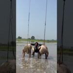 Babbu Maan - Marjaney Song (Video) |New Punjabi Song 2024 | Sucha Soorm... 1784631926_maxresdefault.jpg