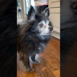 Cheese Tax - Original 🧀 (Puppy Songs) 1785041487_maxresdefault.jpg