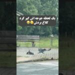 😢#موزیک#تصويري#ترند#آهنگ#جديد#music#song#shorts#short#love#video#viral#trending#sad#funny#new#reels 1785877435_maxresdefault.jpg