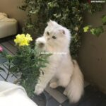 Zaalima🤌🏻💞#shorts #ytshorts #lyric #music #song #hindisongs #viral #trending #newsong #love 1787634402_maxresdefault.jpg